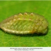 satyrium pruni larva3